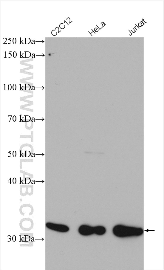 Western Blot (WB) analysis of various lysates using CDK1 Polyclonal antibody (10762-1-AP)
