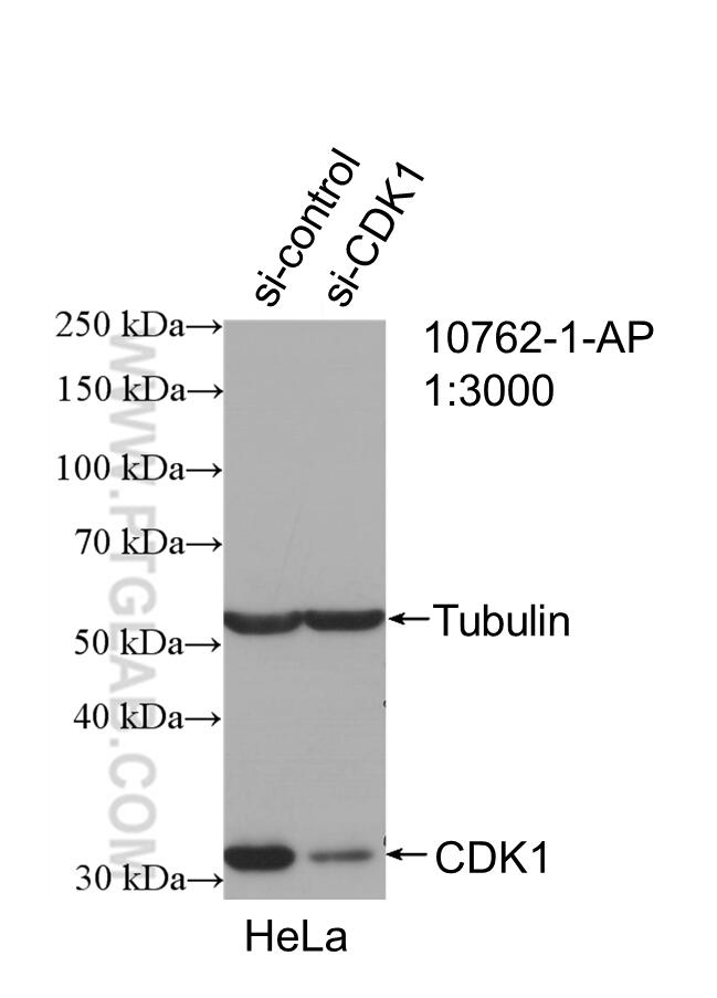 Western Blot (WB) analysis of HeLa cells using CDK1 Polyclonal antibody (10762-1-AP)
