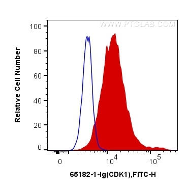 Flow cytometry (FC) experiment of HeLa cells using Anti-Human CDK1 (POH-1) (65182-1-Ig)