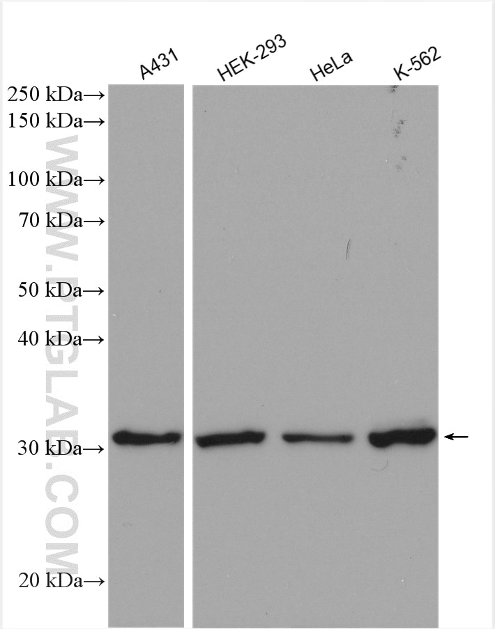 Western Blot (WB) analysis of various lysates using Anti-Human CDK1 (POH-1) (65182-1-Ig)