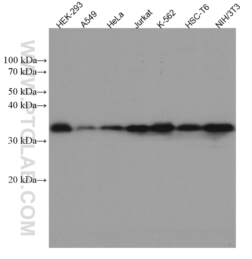 Western Blot (WB) analysis of various lysates using CDK1 Monoclonal antibody (67575-1-Ig)