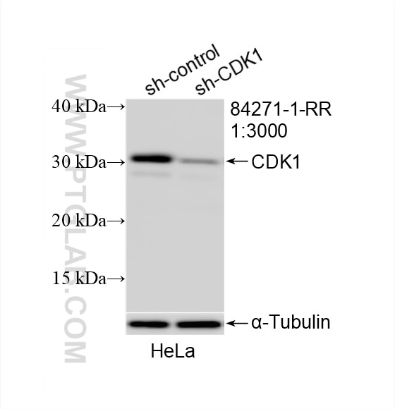 Western Blot (WB) analysis of HeLa cells using CDK1 Recombinant antibody (84271-1-RR)