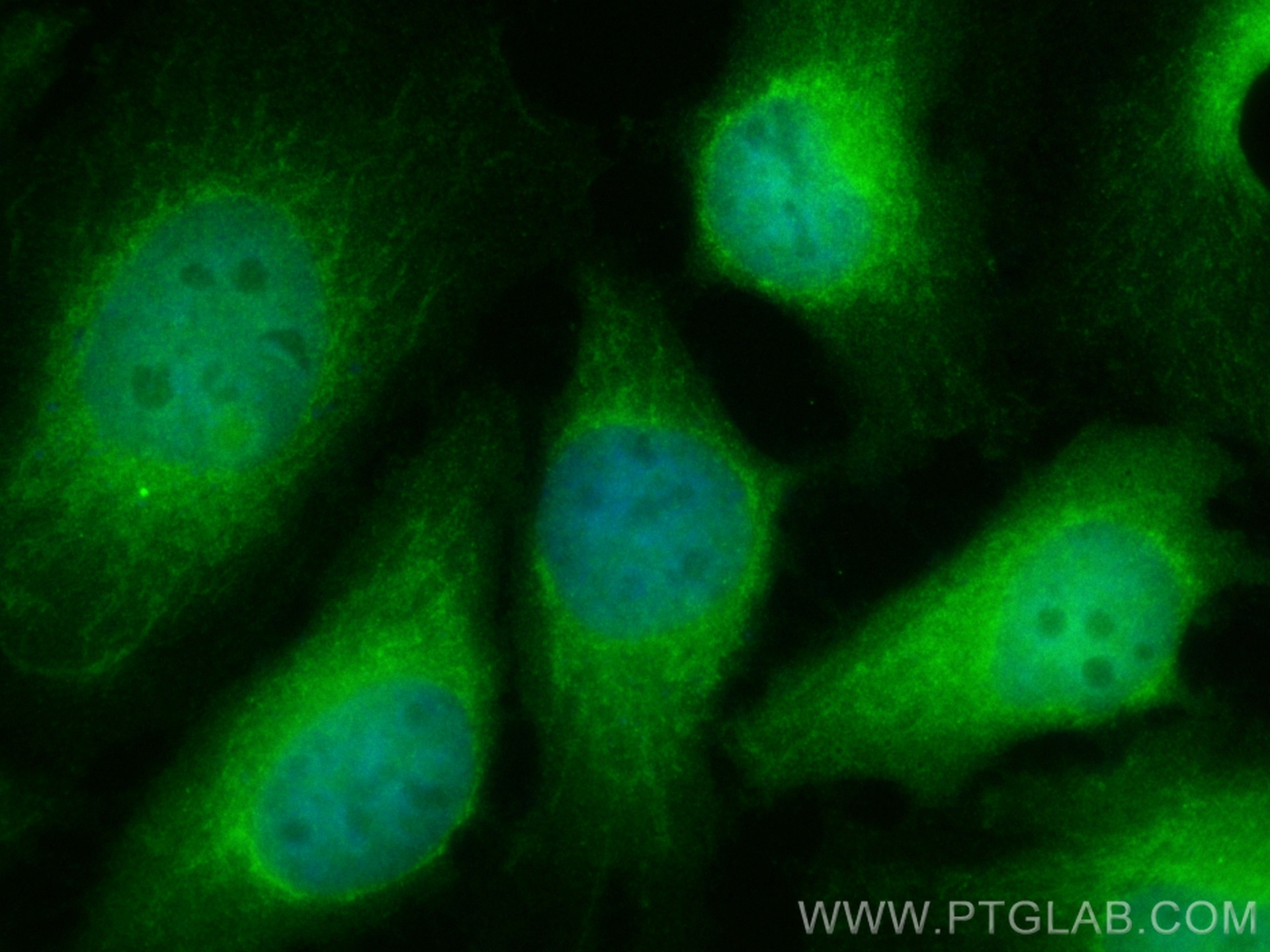Immunofluorescence (IF) / fluorescent staining of HeLa cells using CoraLite® Plus 488-conjugated CDK1 Polyclonal anti (CL488-10762)