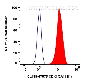 Flow cytometry (FC) experiment of HeLa cells using CoraLite® Plus 488-conjugated CDK1 Monoclonal anti (CL488-67575)
