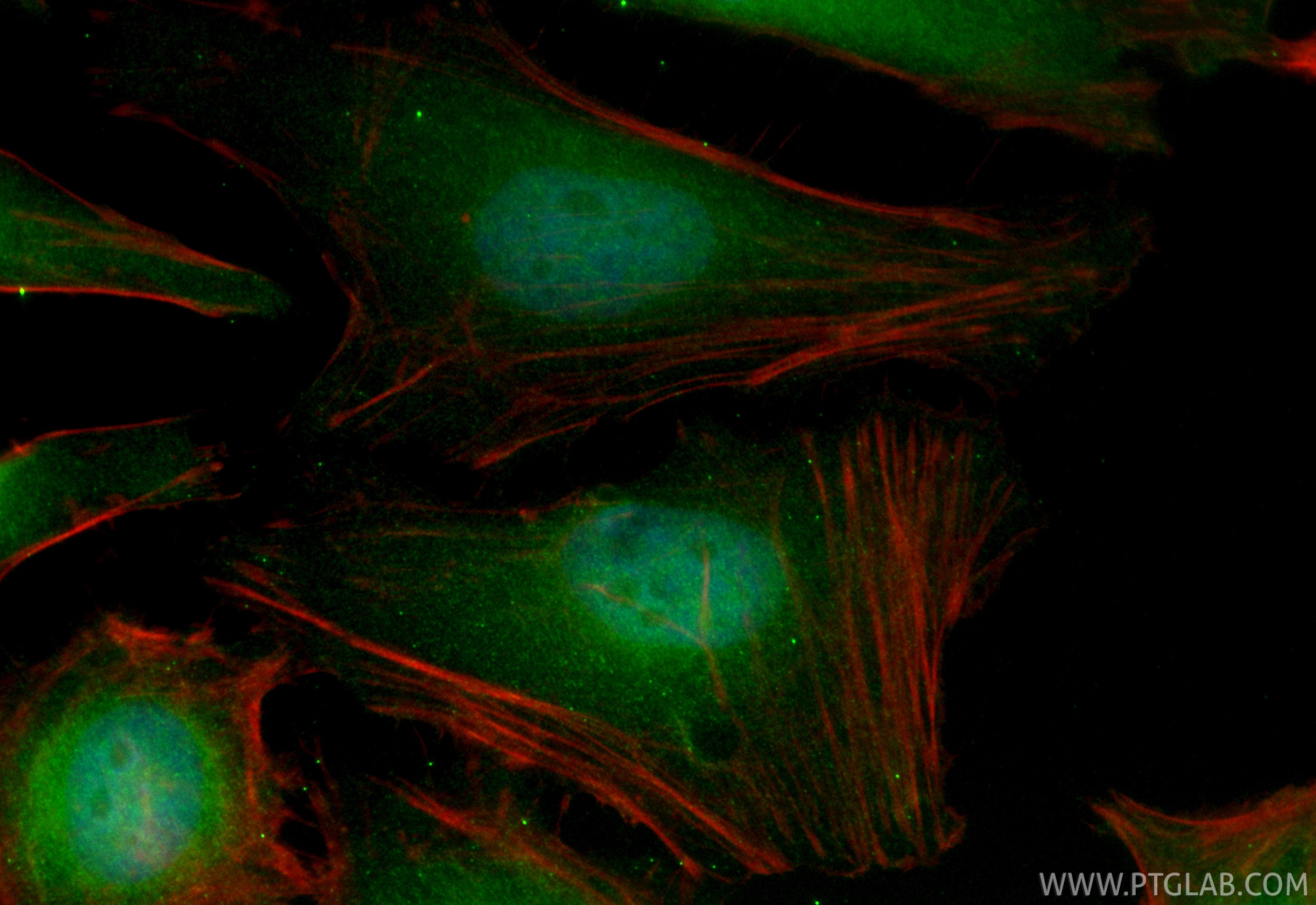 Immunofluorescence (IF) / fluorescent staining of HeLa cells using CoraLite® Plus 488-conjugated CDK1 Recombinant mon (CL488-84271)