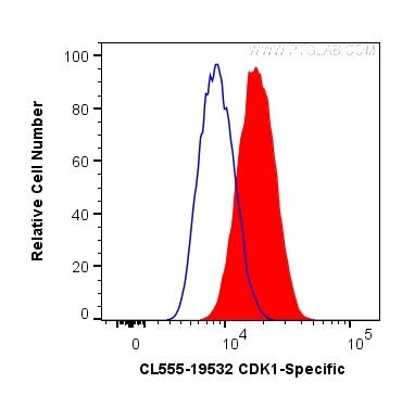 Flow cytometry (FC) experiment of MCF-7 cells using CoraLite® Plus 555-conjugated CDK1-Specific Polycl (CL555-19532)