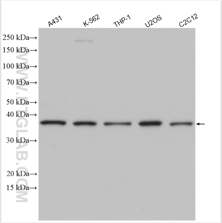 Western Blot (WB) analysis of various lysates using CDK10 Polyclonal antibody (30061-1-AP)