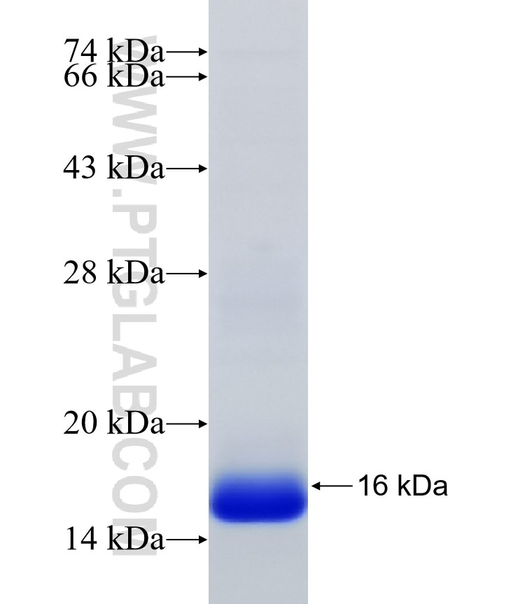 CDK10 fusion protein Ag30365 SDS-PAGE