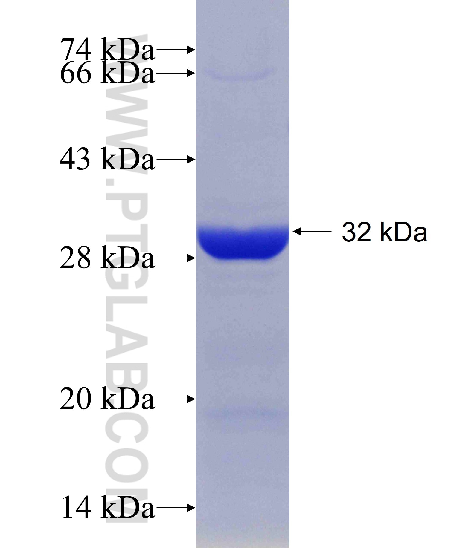 CDK10 fusion protein Ag10935 SDS-PAGE