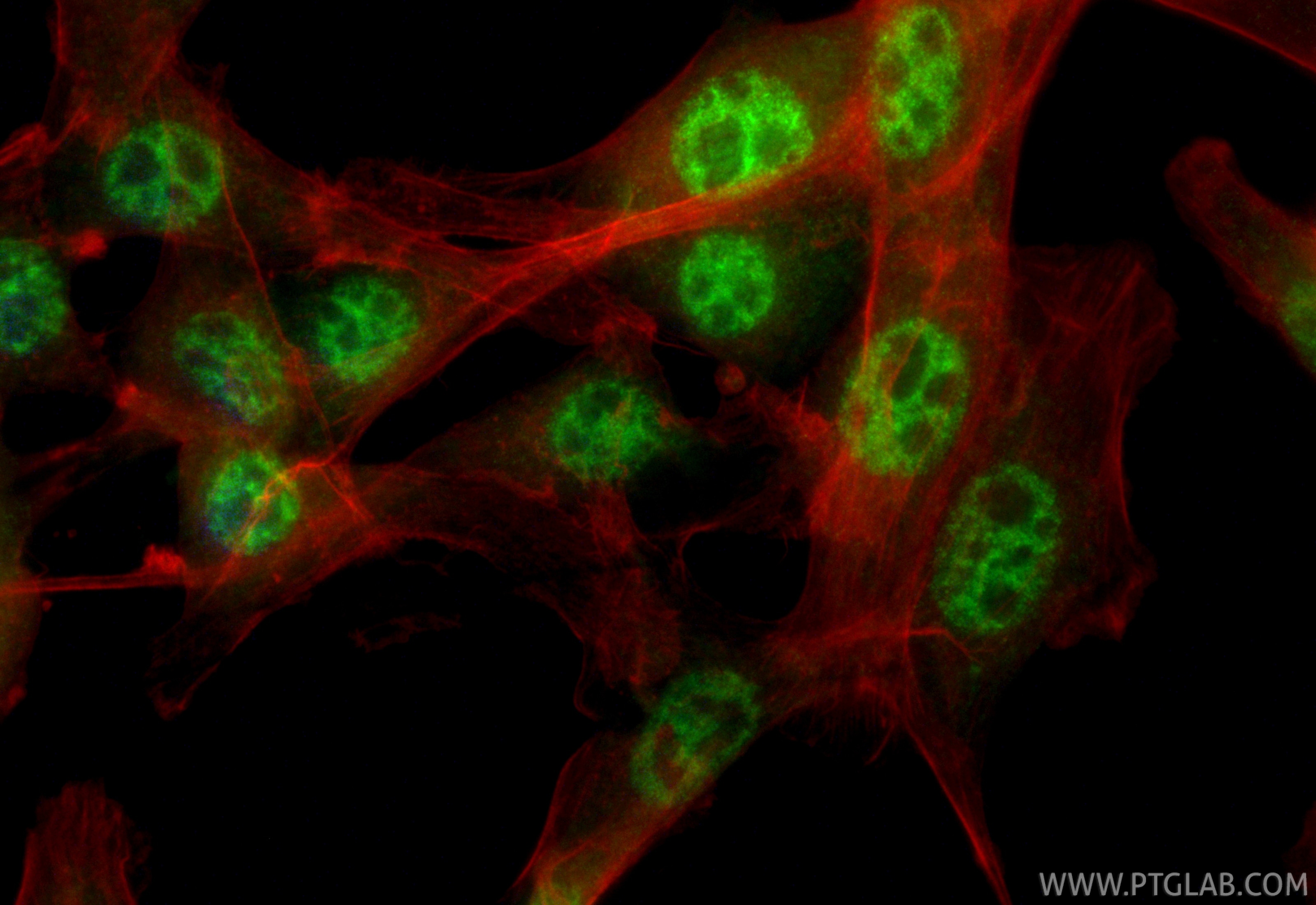 Immunofluorescence (IF) / fluorescent staining of NIH/3T3 cells using CoraLite® Plus 488-conjugated CDK12/CRKRS Recombin (CL488-86296-3)