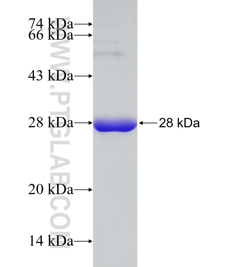 CDK13 fusion protein Ag32910 SDS-PAGE CDK13 fusion protein Ag32910 SDS-PAGE