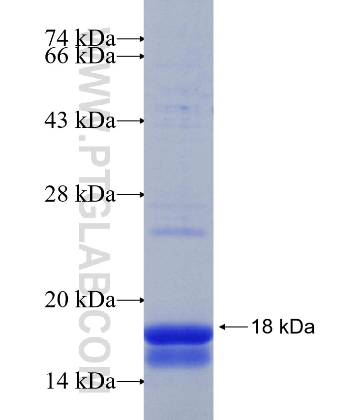CDK17 fusion protein Ag30200 SDS-PAGE