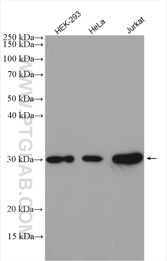 Western Blot (WB) analysis of various lysates using CDK2 Polyclonal antibody (10122-1-AP)