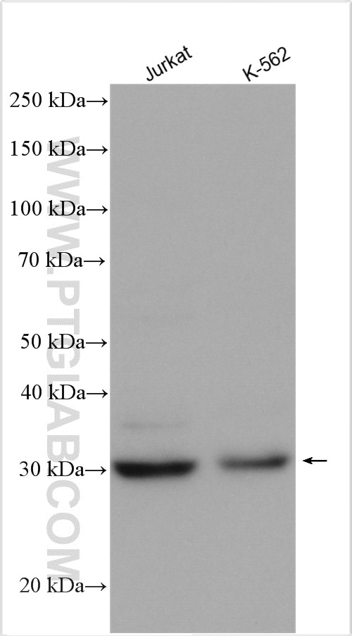 Western Blot (WB) analysis of various lysates using CDK2 Polyclonal antibody (10122-1-AP)