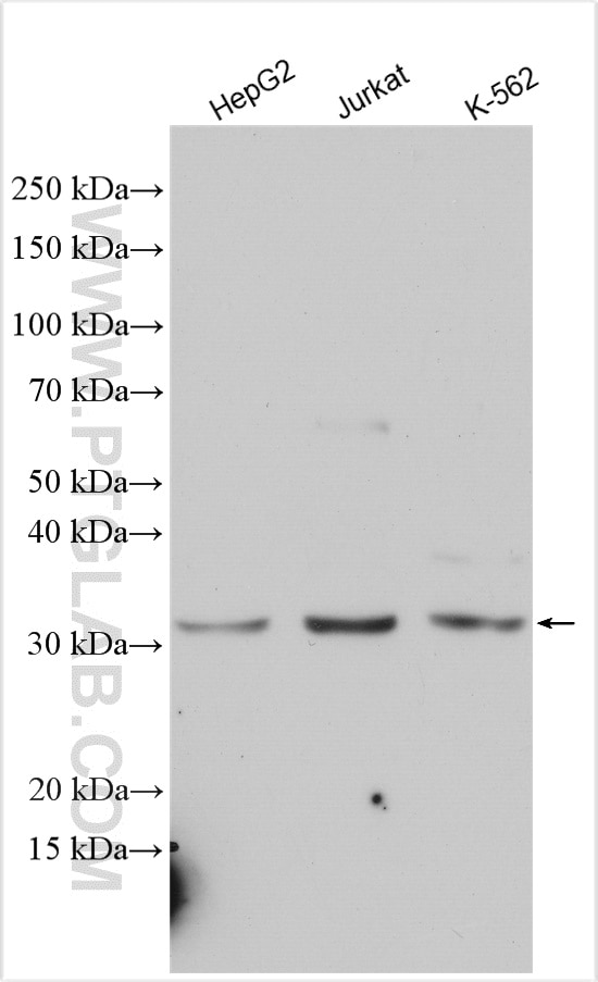 Western Blot (WB) analysis of various lysates using CDK2 Polyclonal antibody (10122-1-AP)