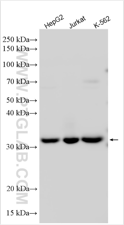 Western Blot (WB) analysis of various lysates using CDK2 Polyclonal antibody (10122-1-AP)