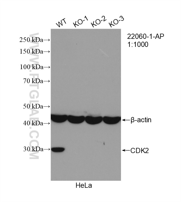 Western Blot (WB) analysis of HeLa cells using CDK2 Polyclonal antibody (22060-1-AP)