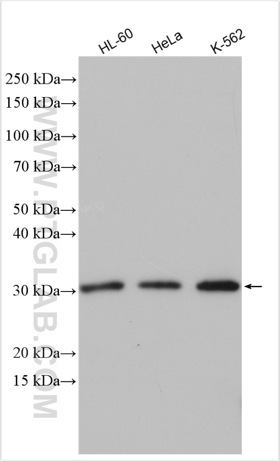 Western Blot (WB) analysis of various lysates using CDK2 Polyclonal antibody (22060-1-AP)