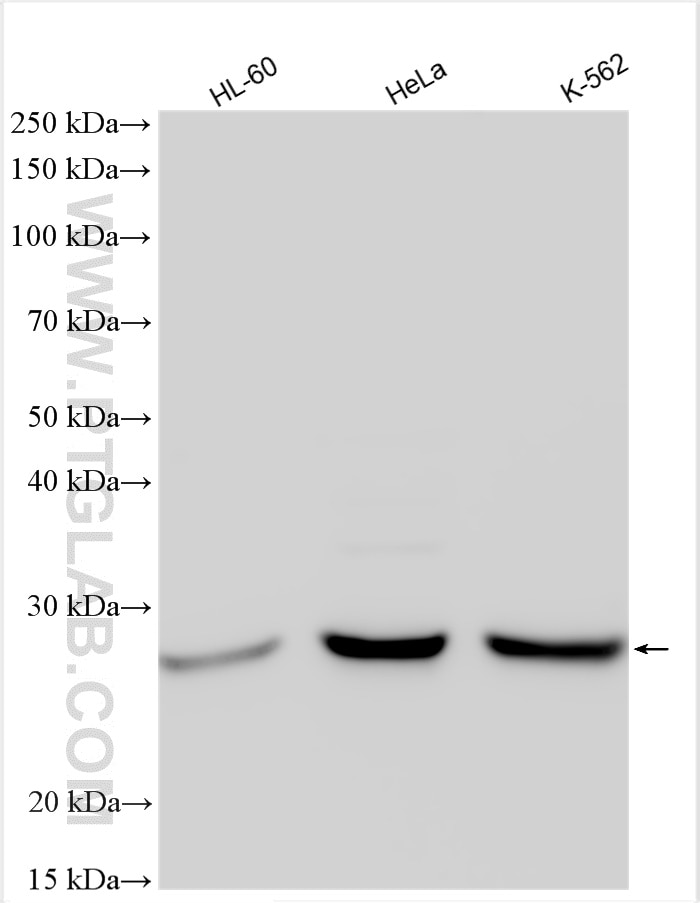 Western Blot (WB) analysis of various lysates using CDK2 Polyclonal antibody (22060-1-AP)