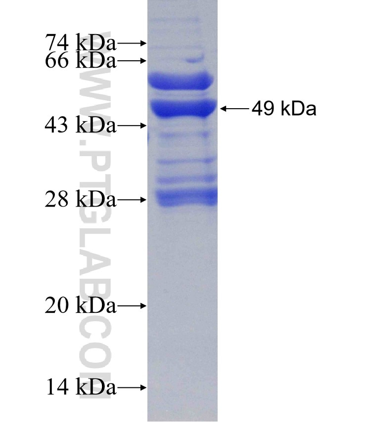 CDK2 fusion protein Ag0166 SDS-PAGE