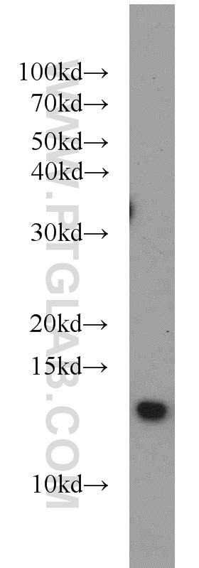 WB analysis of HEK-293 using 13060-2-AP