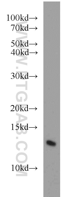 Western Blot (WB) analysis of HeLa cells using CDK2AP1 Polyclonal antibody (13060-2-AP)
