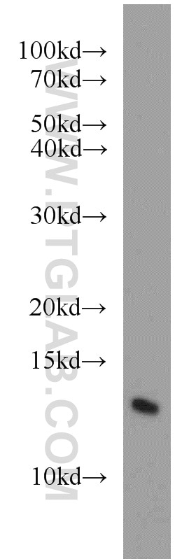 Western Blot (WB) analysis of HeLa cells using CDK2AP1 Polyclonal antibody (13060-2-AP)