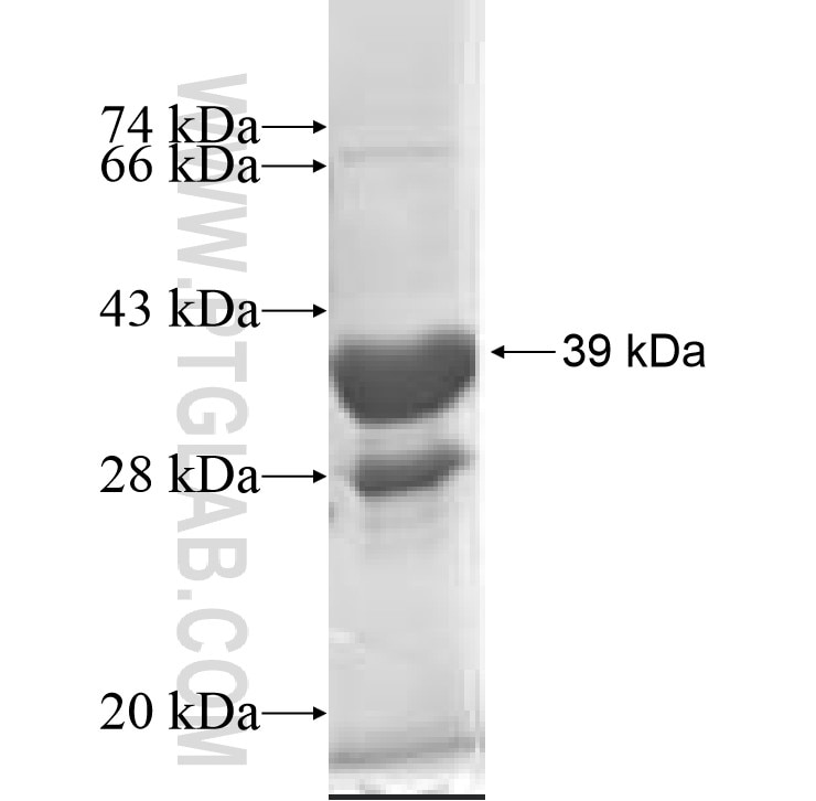 CDK2AP2 fusion protein Ag7730 SDS-PAGE