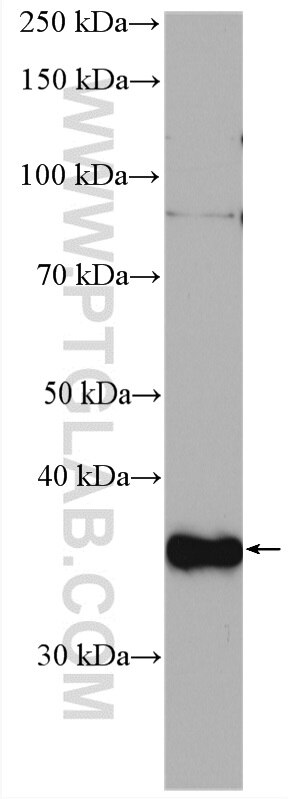 Western Blot (WB) analysis of MCF-7 cells using CDK3 Polyclonal antibody (55103-1-AP)