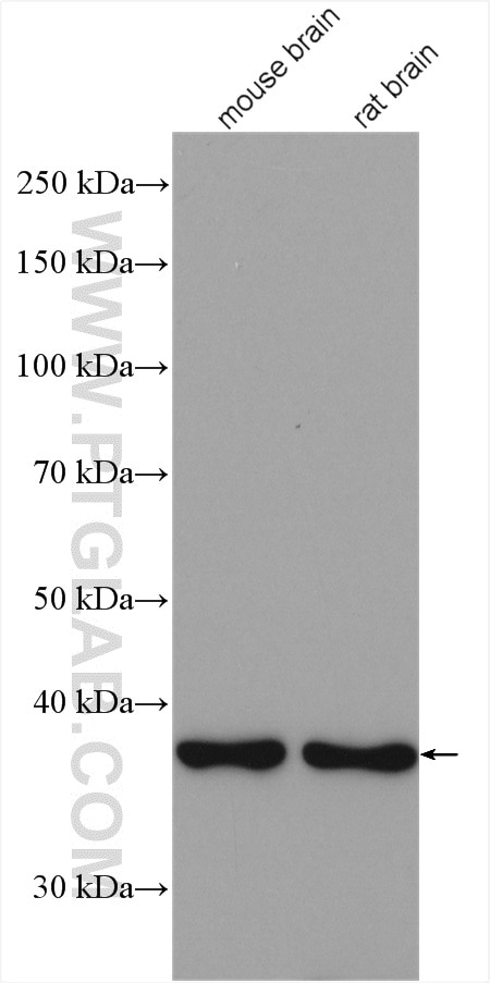 Western Blot (WB) analysis of various lysates using CDK3 Polyclonal antibody (55103-1-AP)