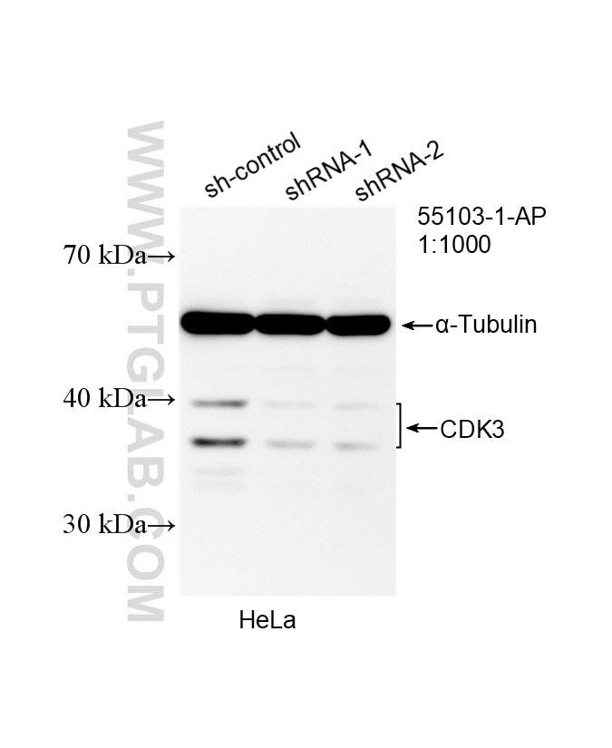 Western Blot (WB) analysis of HeLa cells using CDK3 Polyclonal antibody (55103-1-AP)