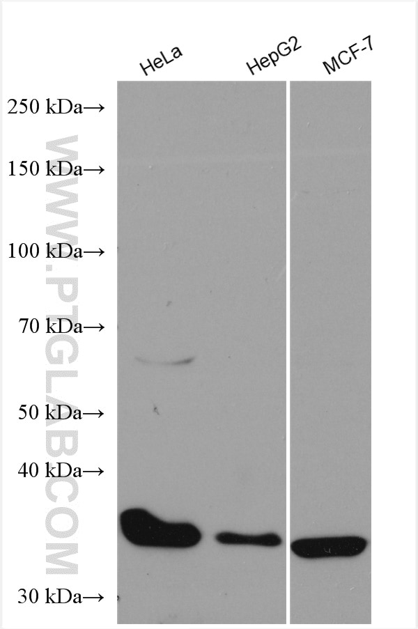 Western Blot (WB) analysis of various lysates using CDK4 Polyclonal antibody (11026-1-AP)