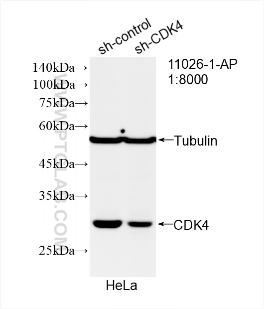 WB analysis of HeLa using 11026-1-AP