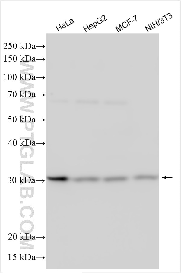 Western Blot (WB) analysis of various lysates using CDK4 Polyclonal antibody (11026-1-AP)