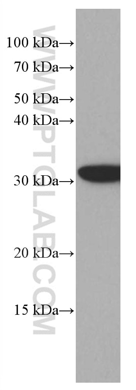 Western Blot (WB) analysis of HeLa cells using CDK4 Monoclonal antibody (66950-1-Ig)
