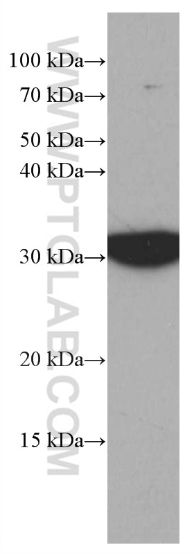 Western Blot (WB) analysis of HEK-293 cells using CDK4 Monoclonal antibody (66950-1-Ig)