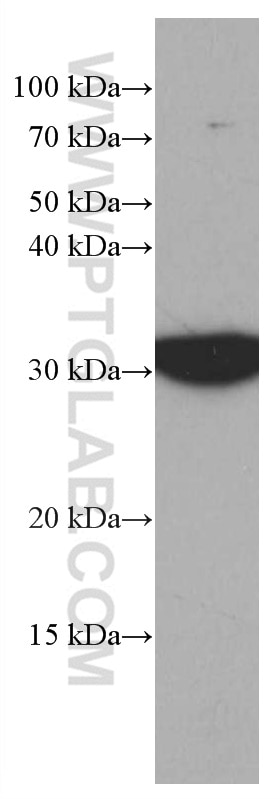 WB analysis of HEK-293 using 66950-1-Ig