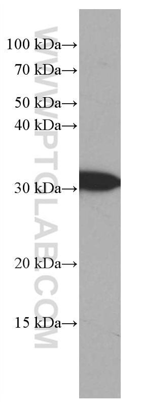 Western Blot (WB) analysis of MCF-7 cells using CDK4 Monoclonal antibody (66950-1-Ig)