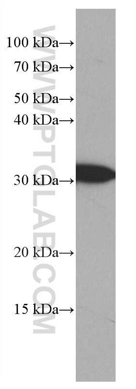 WB analysis of MCF-7 using 66950-1-Ig