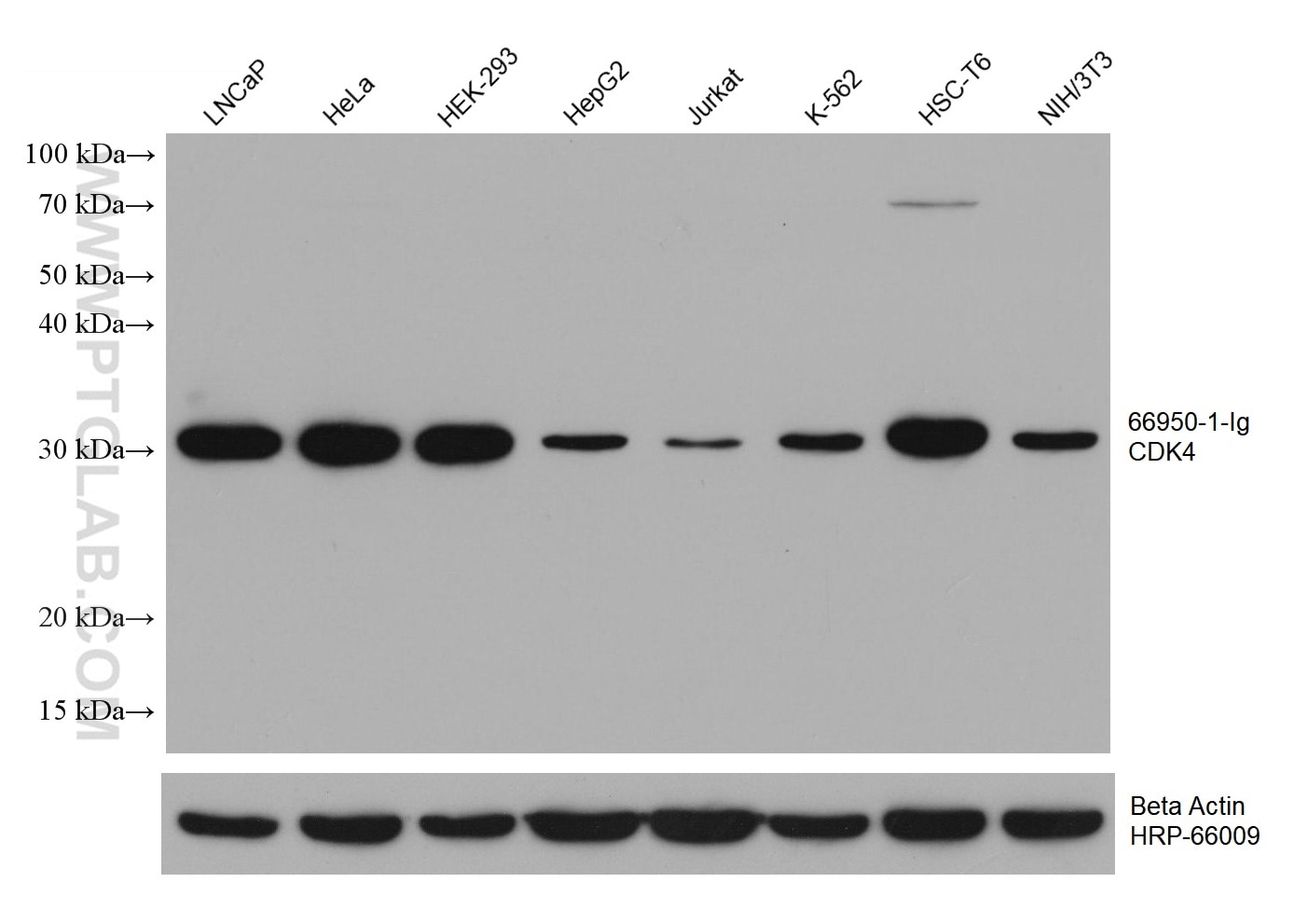 Western Blot (WB) analysis of various lysates using CDK4 Monoclonal antibody (66950-1-Ig)