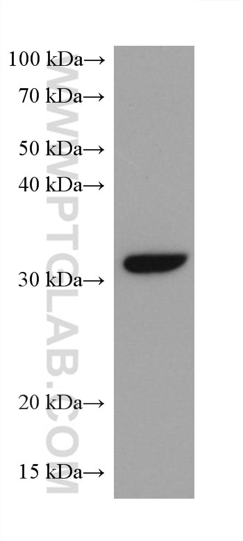 Western Blot (WB) analysis of 4T1 cells using CDK4 Monoclonal antibody (66950-1-Ig)