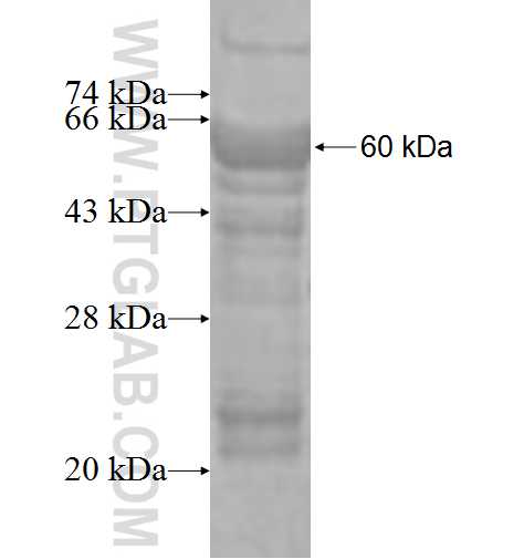 CDK4 fusion protein Ag1505 SDS-PAGE