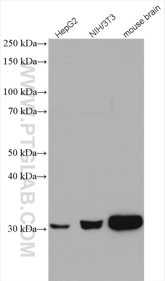 Western Blot (WB) analysis of various lysates using CDK5 Polyclonal antibody (10430-1-AP)