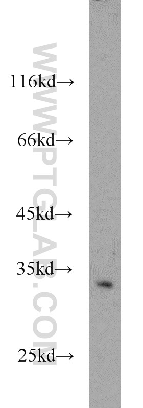 WB analysis of NIH/3T3 using 10430-1-AP