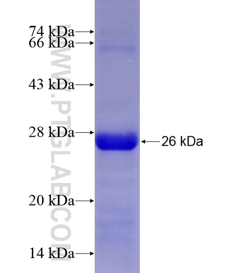CDK5 fusion protein Ag28465 SDS-PAGE