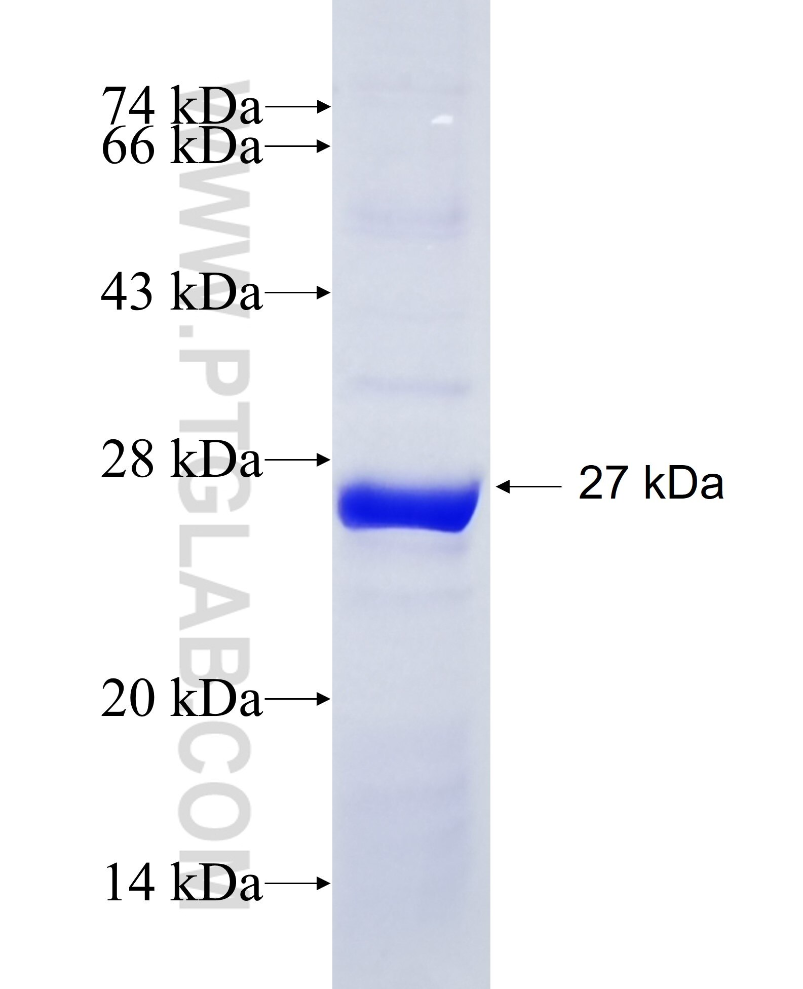 CDK5 fusion protein Ag28465 SDS-PAGE