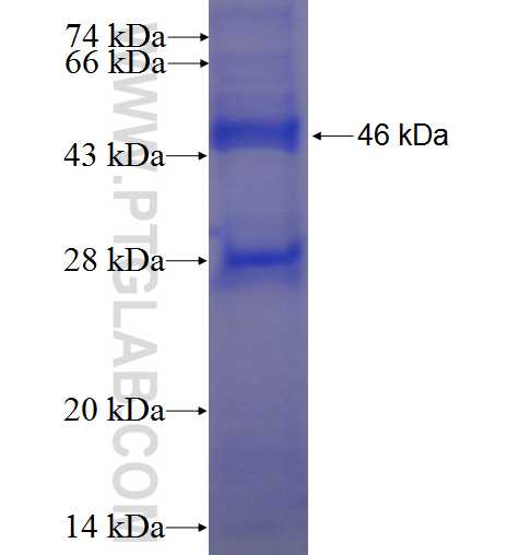 CDK5 fusion protein Ag0686 SDS-PAGE
