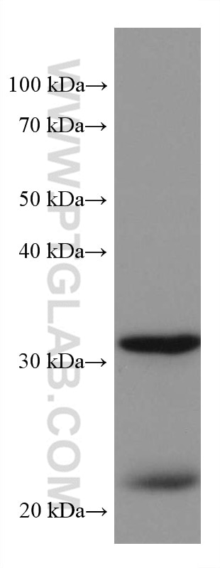 Western Blot (WB) analysis of pig brain tissue using CDK5R1 Monoclonal antibody (67503-1-Ig)