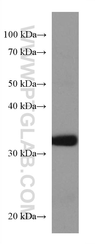Western Blot (WB) analysis of mouse cerebellum tissue using CDK5R1 Monoclonal antibody (67503-1-Ig)