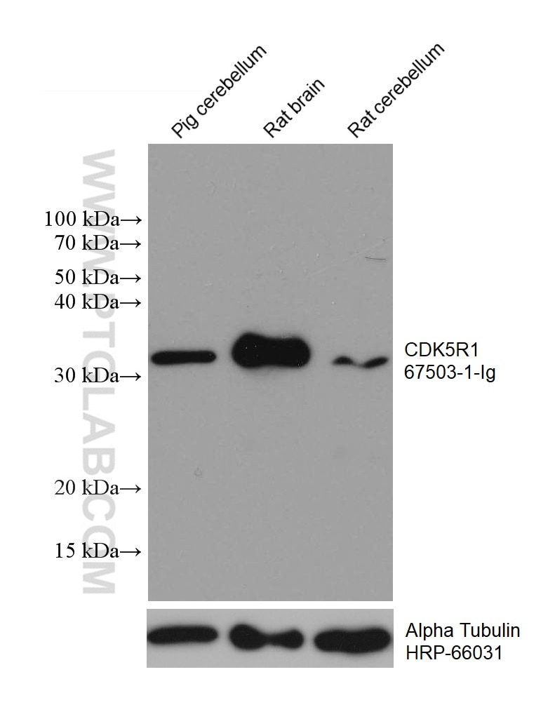 Western Blot (WB) analysis of various lysates using CDK5R1 Monoclonal antibody (67503-1-Ig)